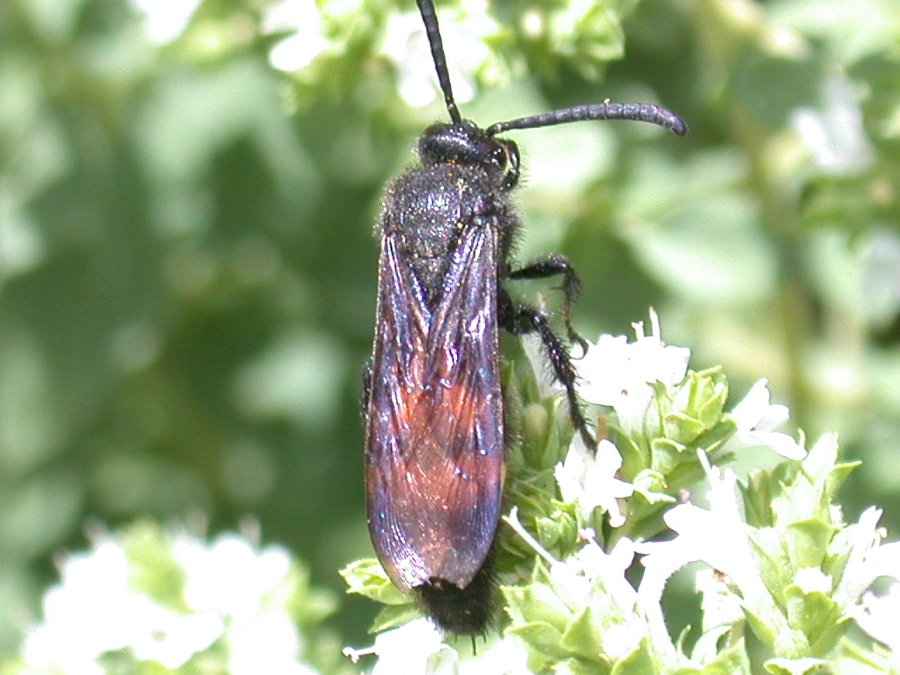 Scolia hirta hirta